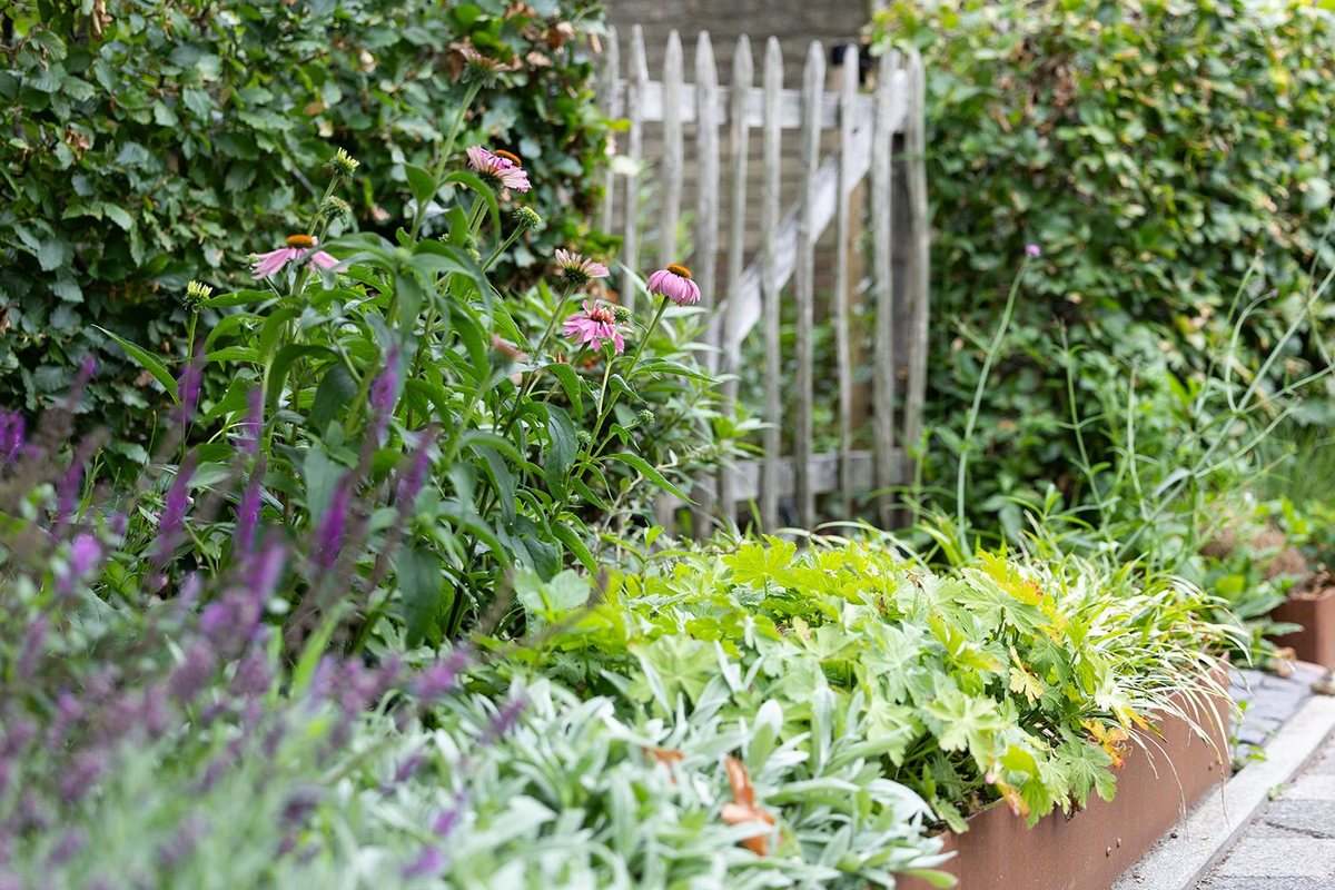 Borders met vaste planten langs de cortenstalen keerwand
