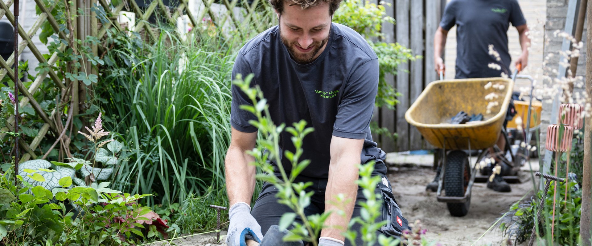 Hovenier plant een vaste plant in een border