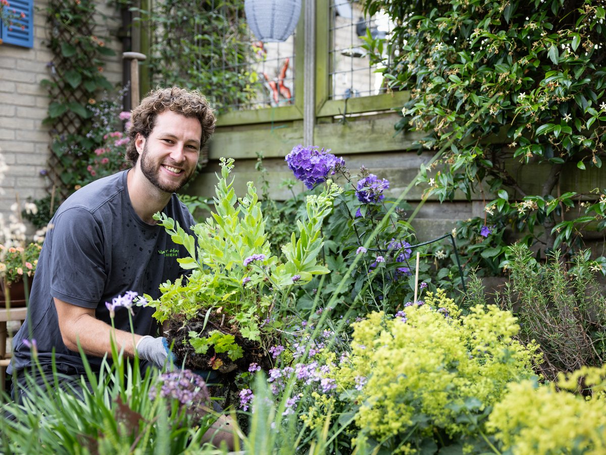 Hovenier van Van der Haar met een vaste plant in handen, tussen paarse en groene beplanting